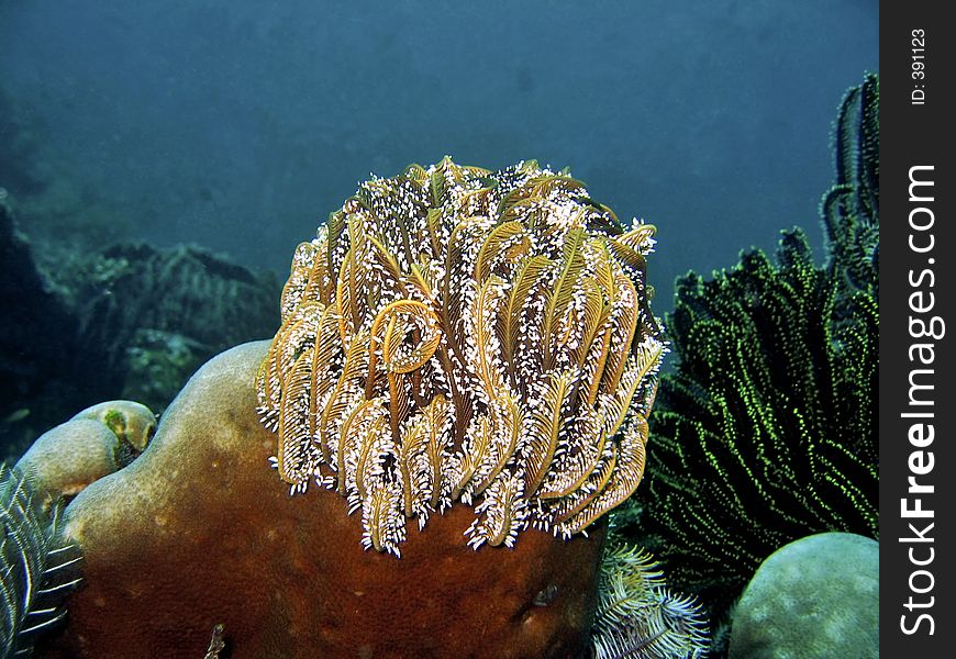 Feather Star