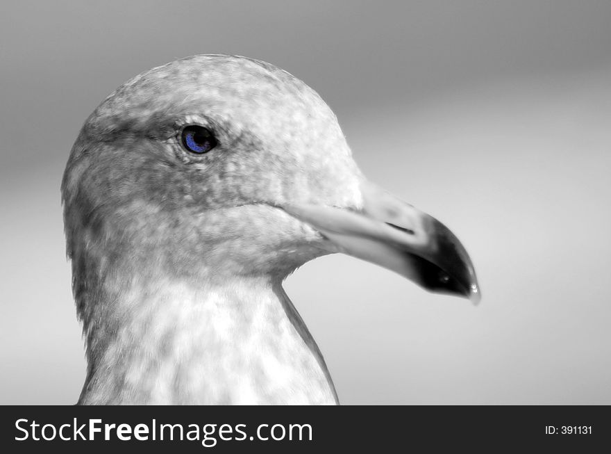 Blue eyed gull