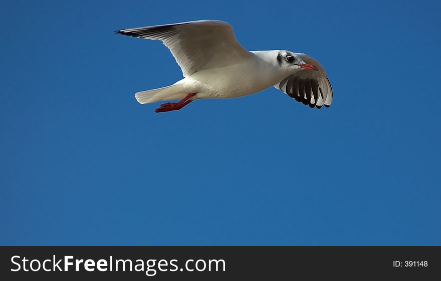 Seagull, in flight. Seagull, in flight