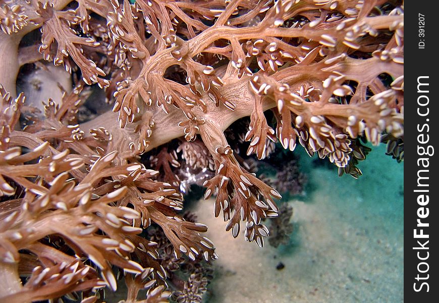 Coral Detail