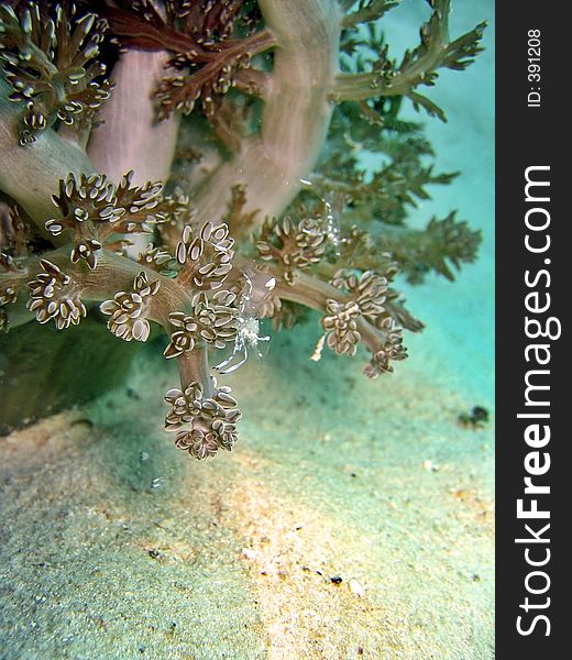 The presence of this shrimp signifies a cleaning station. The presence of this shrimp signifies a cleaning station