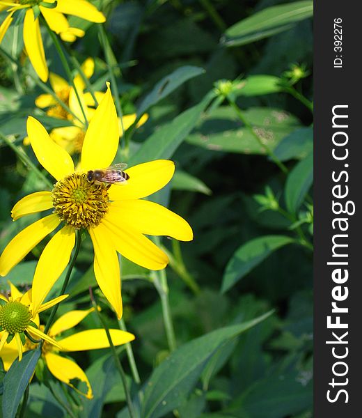 This image depicts a bee that is landed on a yellow flower. This image depicts a bee that is landed on a yellow flower.