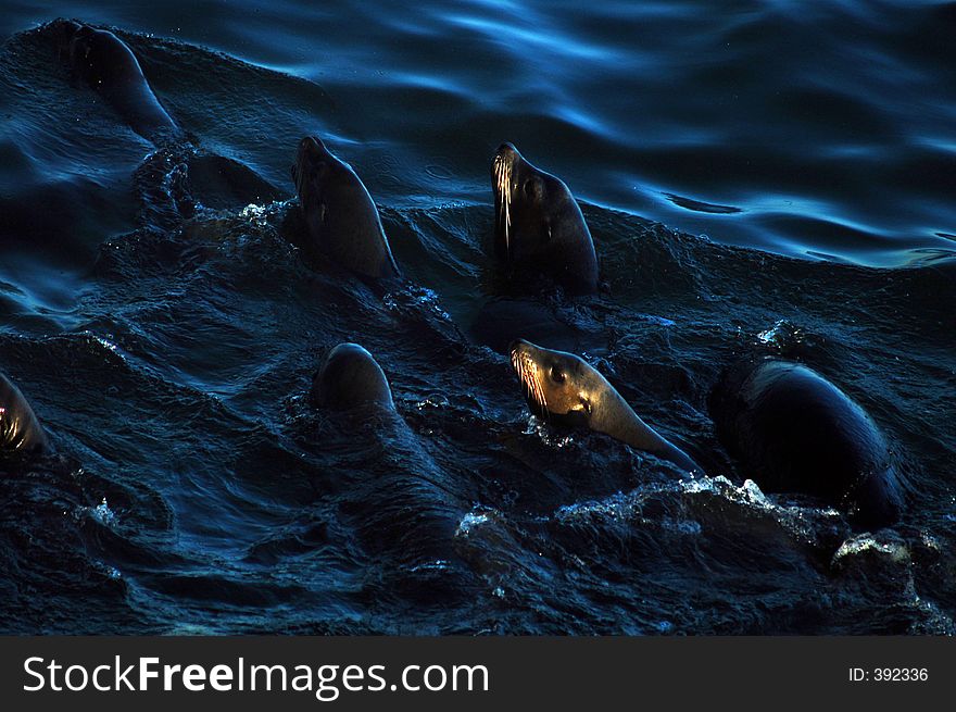 A group of seals going for a swim. A group of seals going for a swim