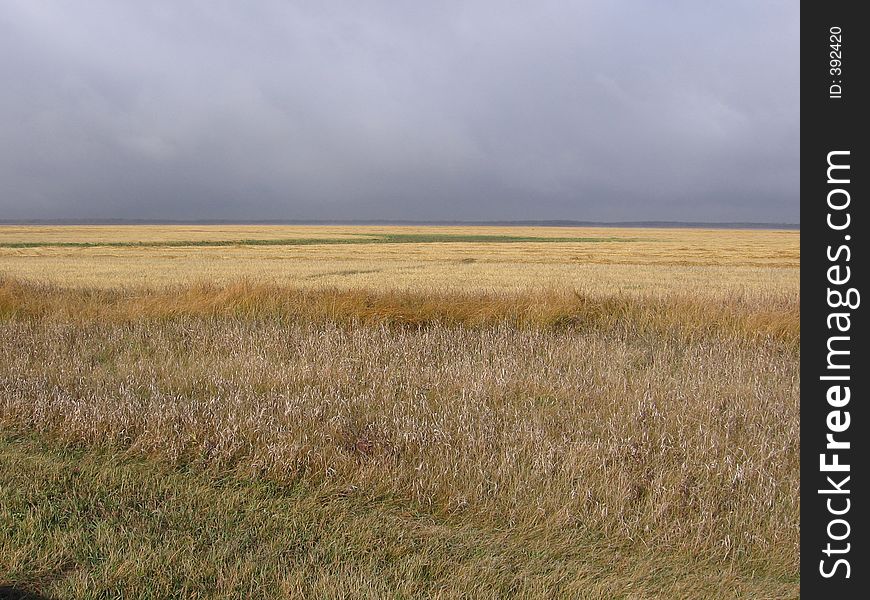 This image depicts a field of gold wheat under a cloudy, menacing sky. This image depicts a field of gold wheat under a cloudy, menacing sky.