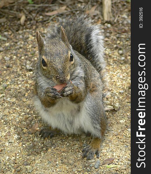 Squirrel posing