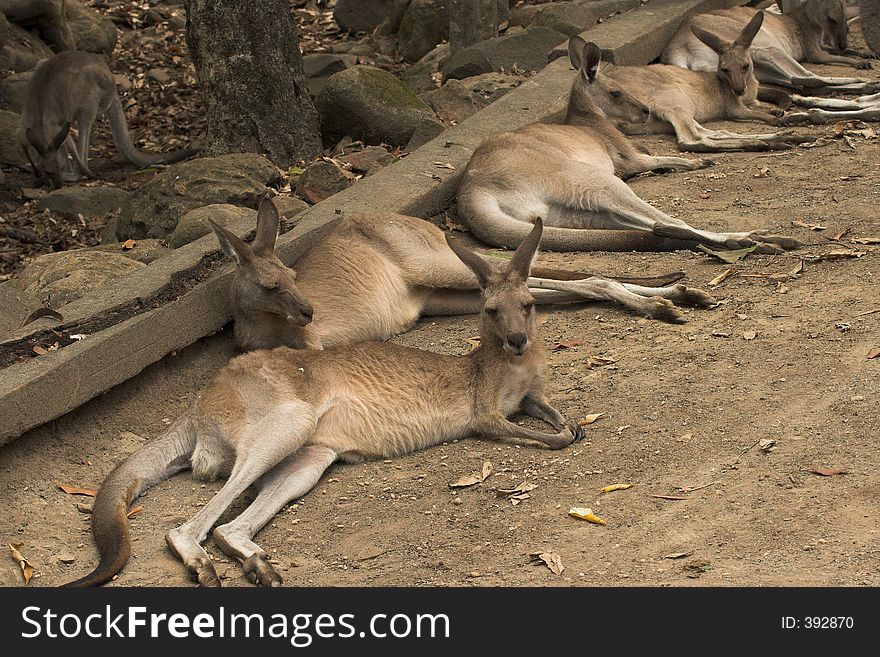 Lazy Kangaroos