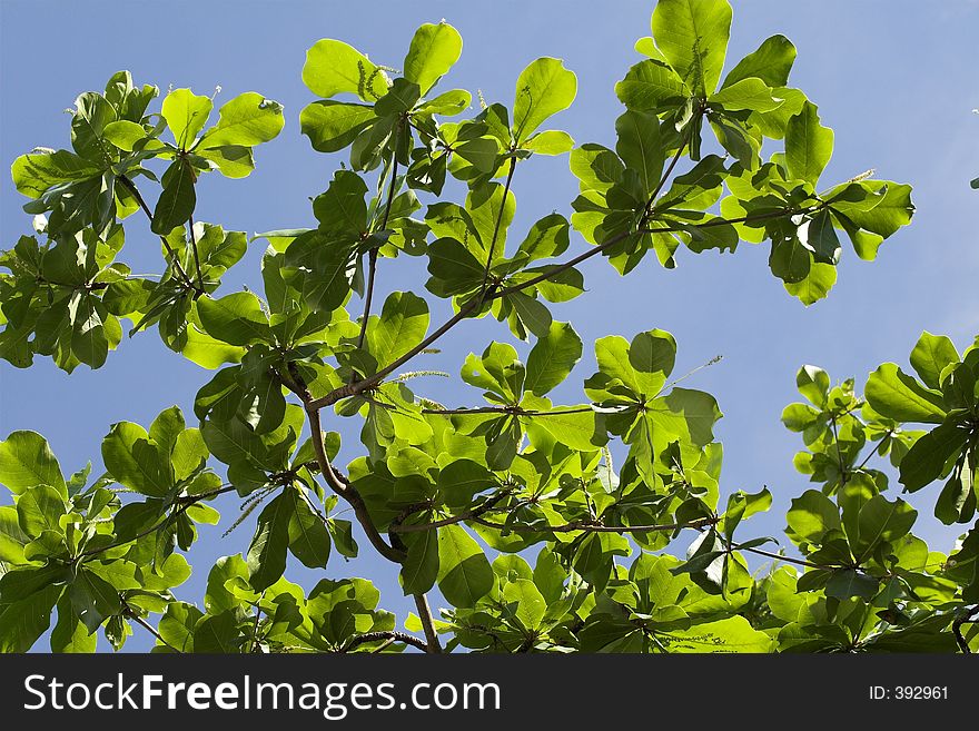 Leafs in front of blue sky, Tropical Queensland, Australia