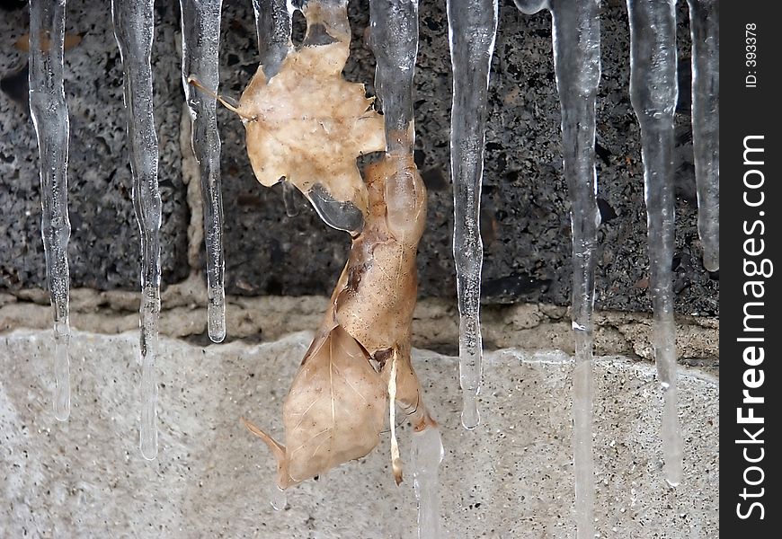 Leaves And Icicles