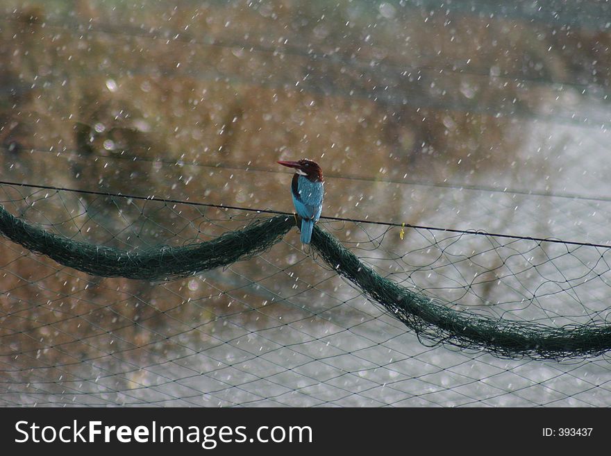 A kingfisher is resting after searching for fish in bird pools in the shores of Israel. A kingfisher is resting after searching for fish in bird pools in the shores of Israel