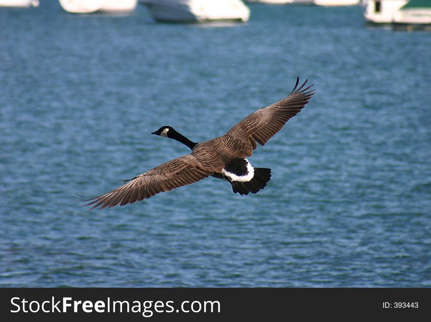A canadian Goose in flight at chicago harbor