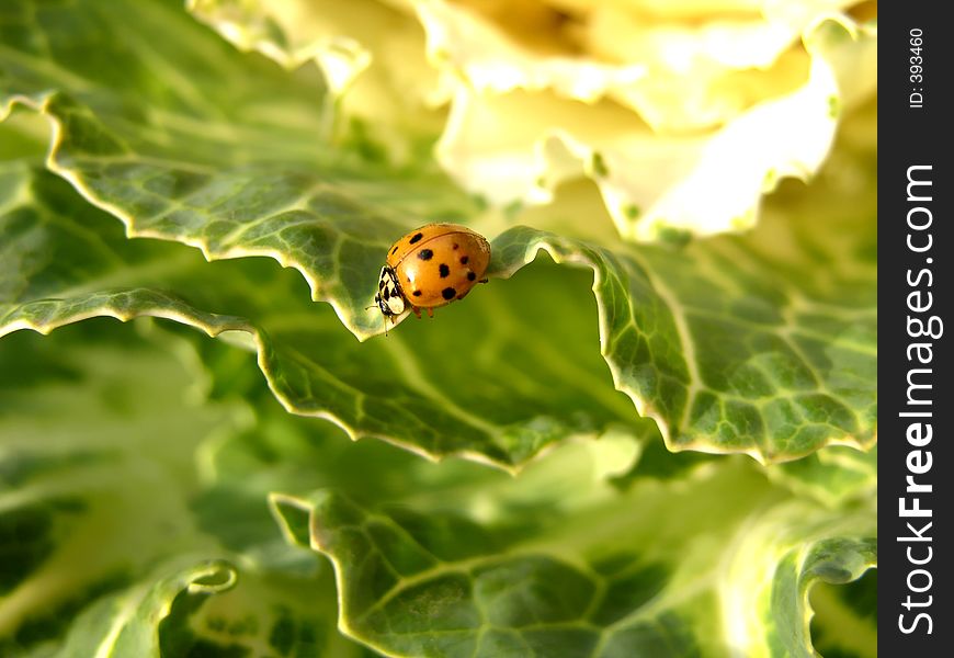 Ladybug crawling along an ornamental cabbage. Ladybug crawling along an ornamental cabbage.