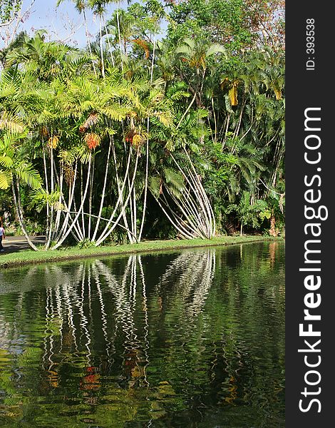 Reflection of palm trees on water. Reflection of palm trees on water