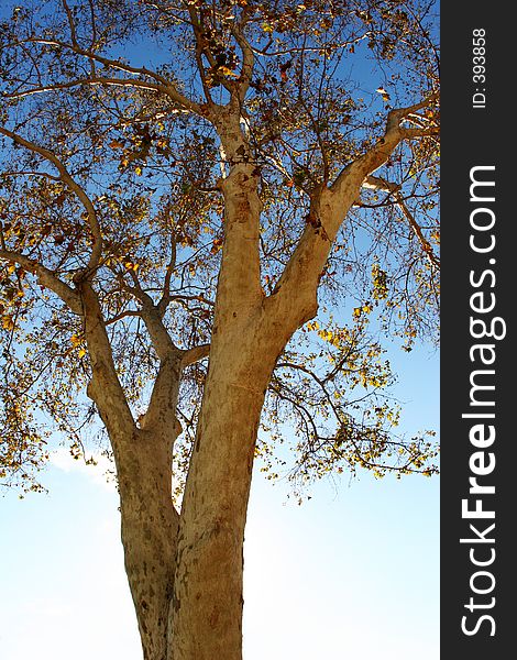 Autumn tree close-up