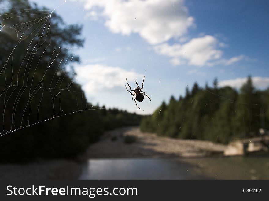 Spider watching in cobweb