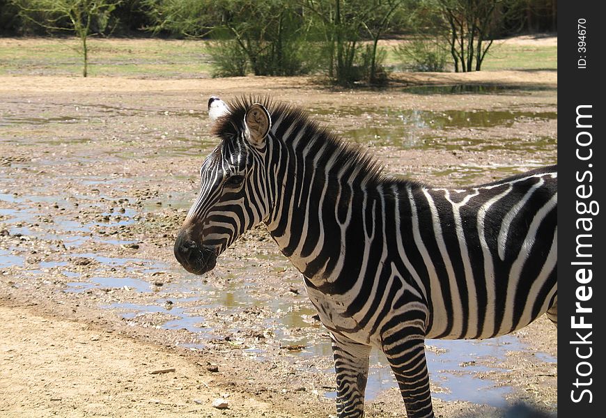 Zebra standing near a desert wash