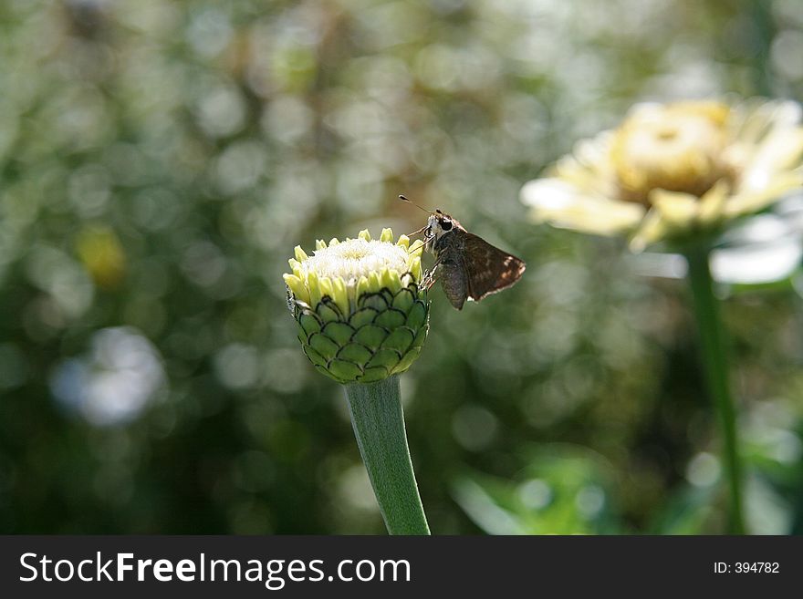 Moth on Budding Garden Flower. Moth on Budding Garden Flower