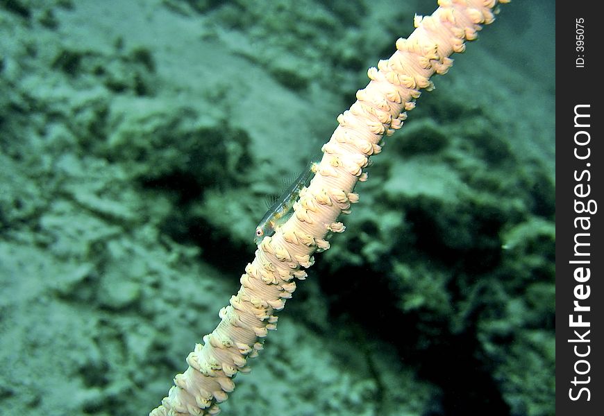 Normally found on a whip coral. Normally found on a whip coral