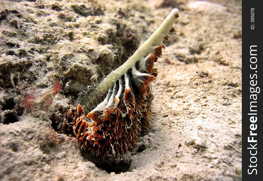 Sea Pen