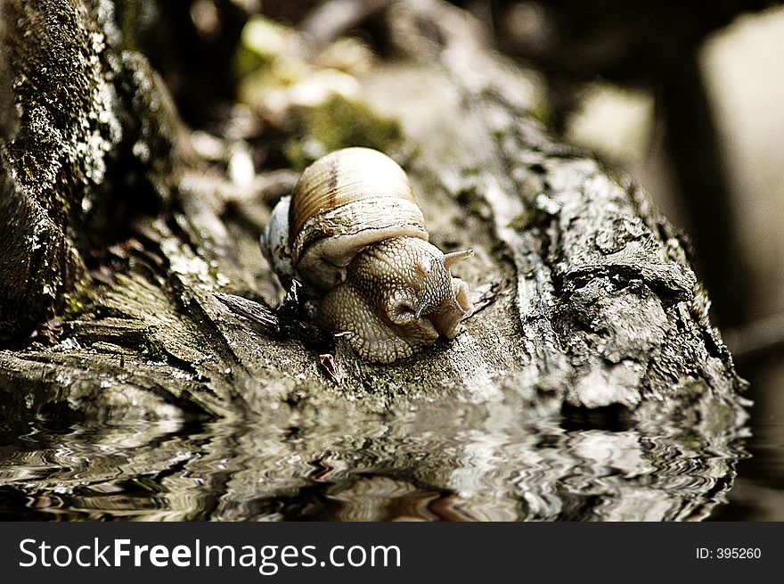 Snail reflection