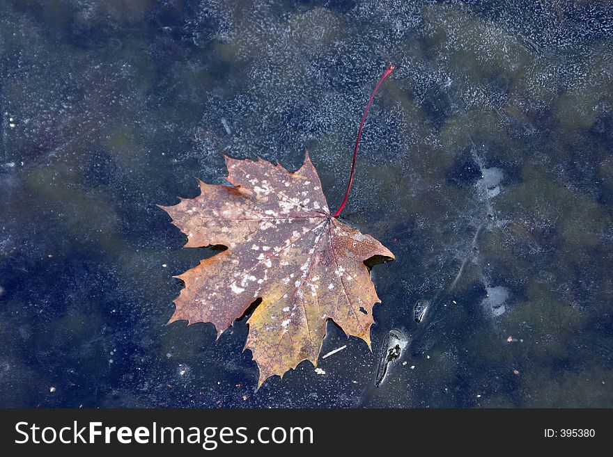 Leaf at the frozen surface of a lake. Leaf at the frozen surface of a lake