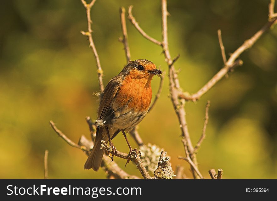 Robin with its beak full of flies, to feed its young, taking a rest perching on the branch before taking feed to the nest. Robin with its beak full of flies, to feed its young, taking a rest perching on the branch before taking feed to the nest.