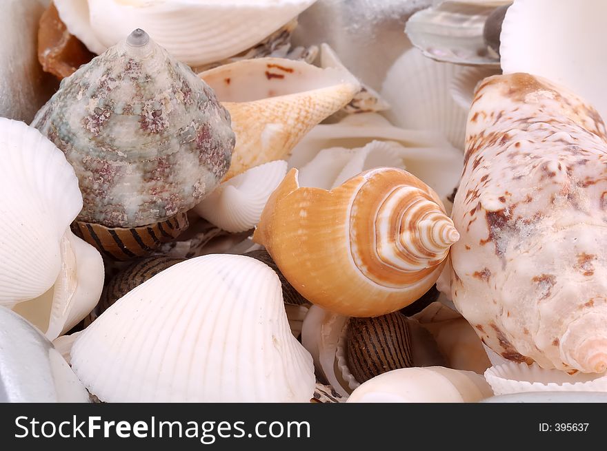 Photo of Seashells