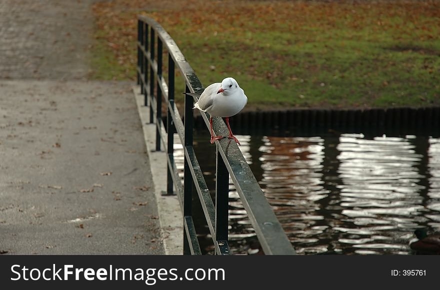 A seagul on a bridge by the water