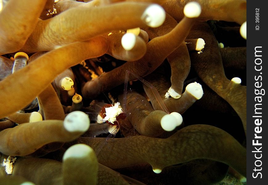 Unique periclemenis shrimp living among tentacles of a mushroom coral