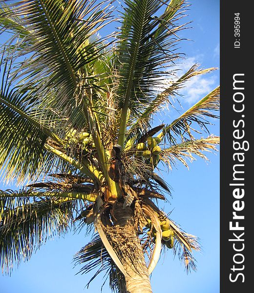 Bananas in Palm Tree, close up.Copy space at base. Bananas in Palm Tree, close up.Copy space at base.