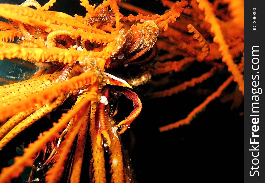 Crinoid Squat Lobster