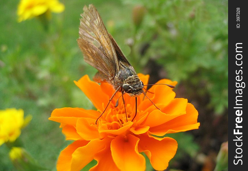 Little moth with big eyes sips nectar from an orange marigold. Little moth with big eyes sips nectar from an orange marigold