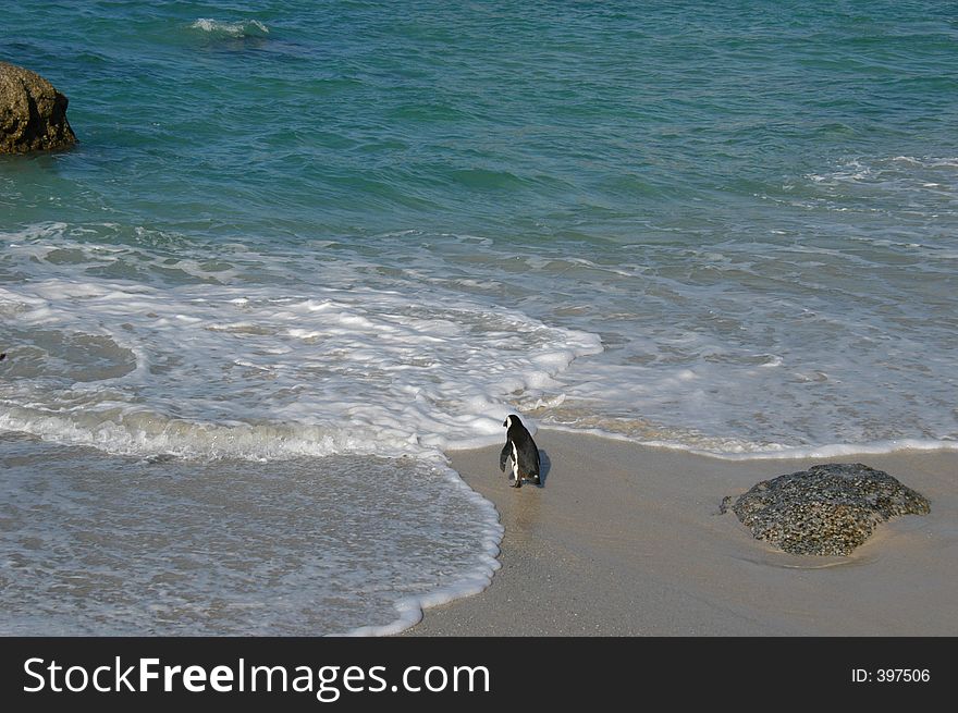 A lonely penguin walking into the ocean. A lonely penguin walking into the ocean.