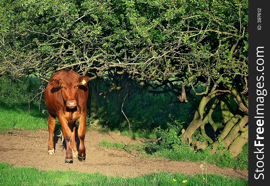 Red bullock standing by a bush