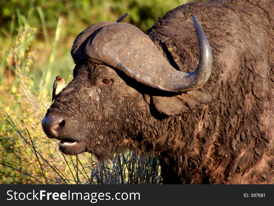 Water Buffalo with a Bird on His Nose