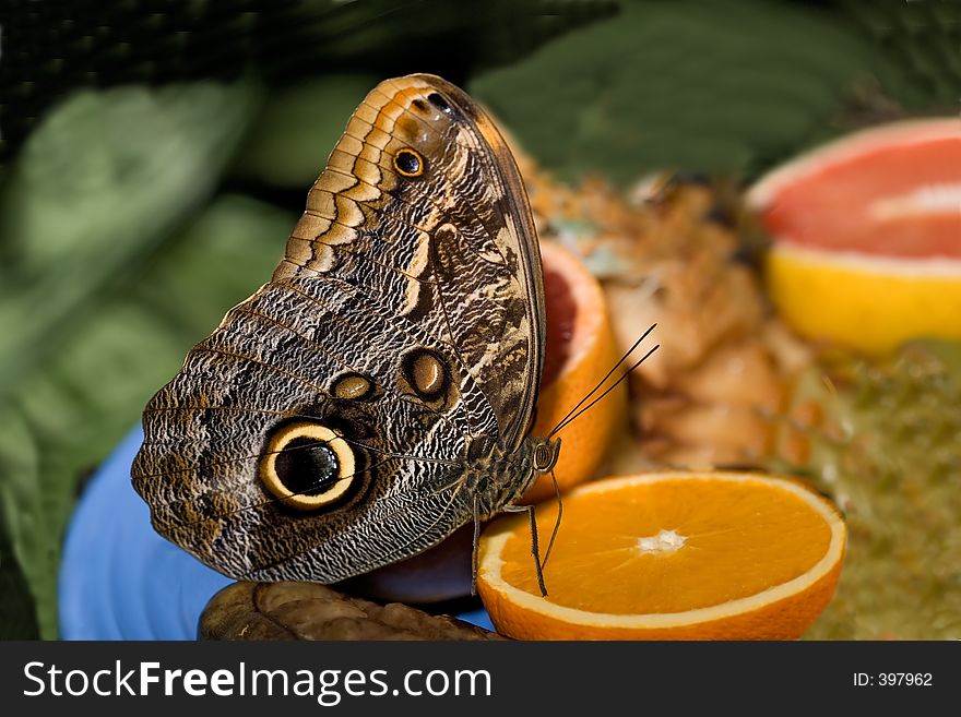 butterfly, eating orange