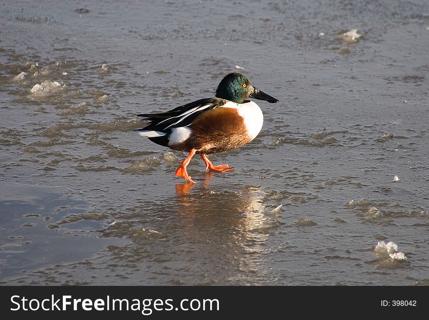 A bright green, brown, white and orange duck makes his way carefully across the mixed ice and water that covers his pond in search for winter food - centered. A bright green, brown, white and orange duck makes his way carefully across the mixed ice and water that covers his pond in search for winter food - centered.