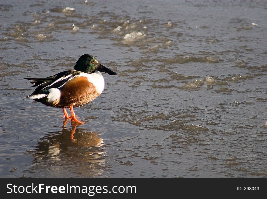 A bright green, brown, white and orange duck makes his way carefully across the mixed ice and water that covers his pond in search for winter food - off-centered. A bright green, brown, white and orange duck makes his way carefully across the mixed ice and water that covers his pond in search for winter food - off-centered.