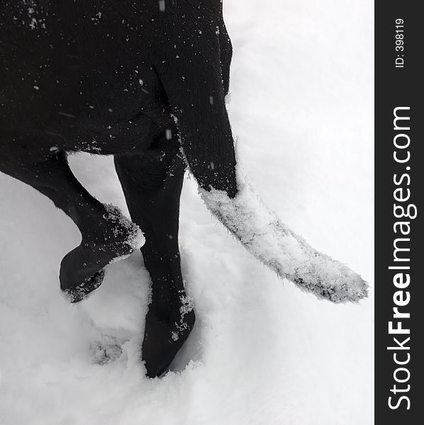 Tail and back feet of black dog covered in new fallen snow. Tail and back feet of black dog covered in new fallen snow