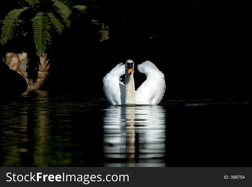 Swimming swan and reflection