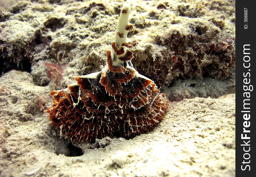 Front profile of a very unique sea pen. I have not managed to identify this species