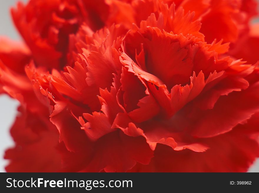 Red carnation. Red carnation