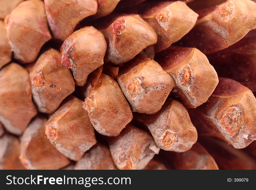 Closeup of a Pine Cone