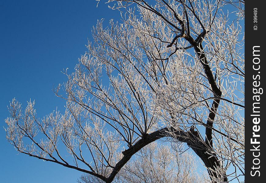Frosty branch that resembles a Bonsai tree. Frosty branch that resembles a Bonsai tree.
