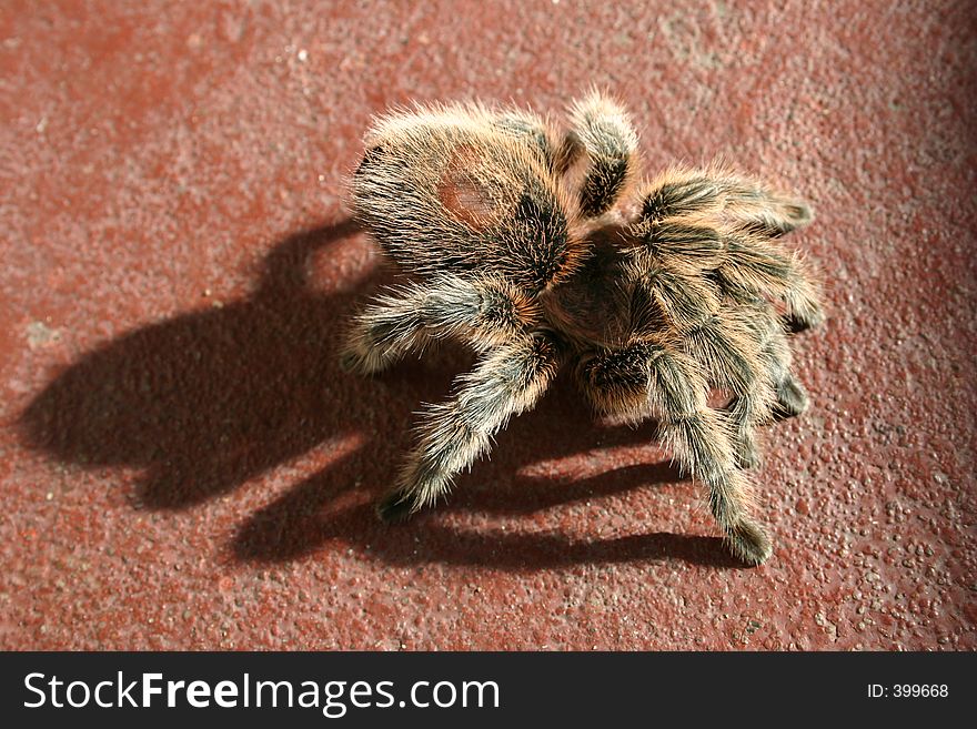 Very Large Hairy Spider