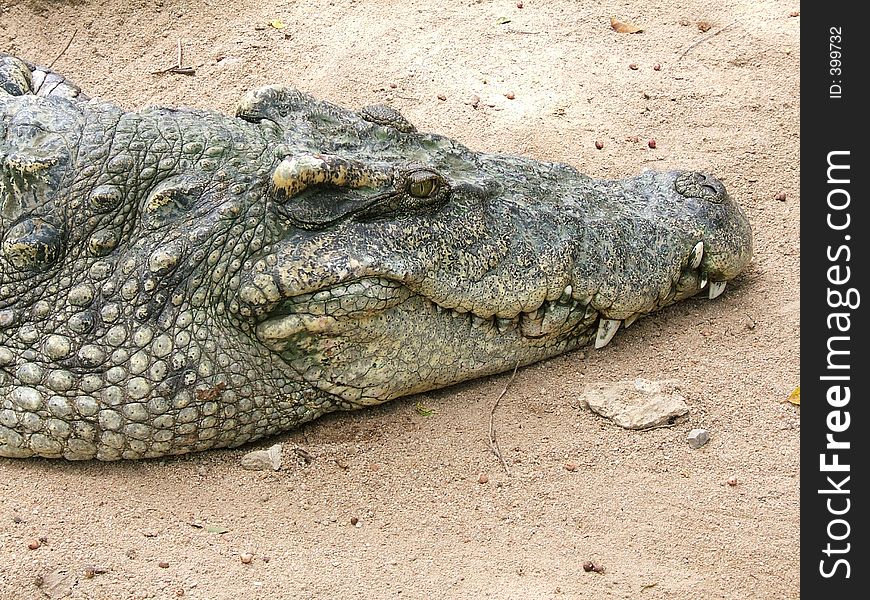 Alligator Waiting