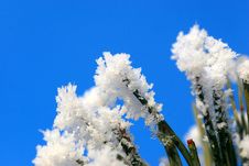 Conifer Royalty Free Stock Photos Conifer Royalty Free Stock Photos