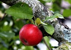 Red Apple At Branch Stock Photo Red Apple At Branch Stock Photo