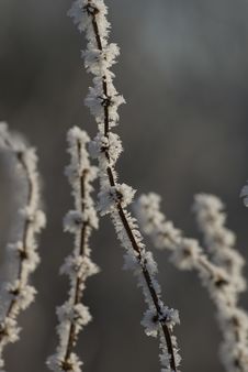 Frozen Branches Stock Photography Frozen Branches Stock Photography