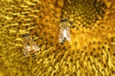 Sunflower And Bees Stock Photos