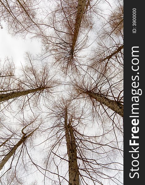 Upwards view of larch trees, winter season